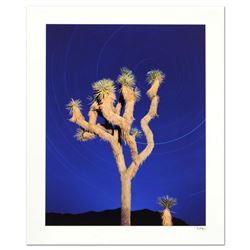 Joshua Tree by Sheer, Robert