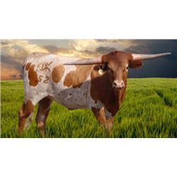 KDK CHARRO'S COWGIRL