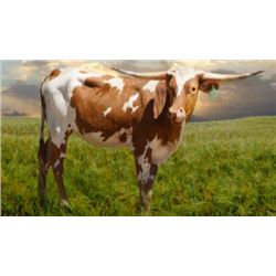 ATR RE'D SWEET JULIETTE