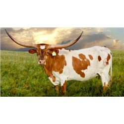 HELM TUFF N GORGEOUS