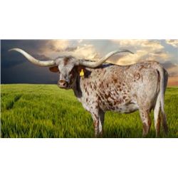 7 BAR JULIE'S DIGNITY