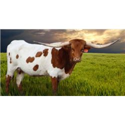 REX'S 83 BIRTHDAY GIRL