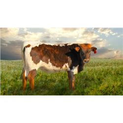 DONATION LOT - HIL 5 ISABELL