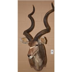 African Greater Kudu Mount