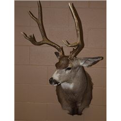 Mule Deer Mount