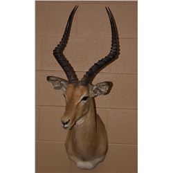 African Impala Ram Mount