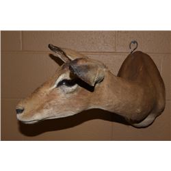 African Impala Ewe Mount