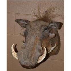 African Warthog Mount