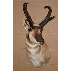 Pronghorn Antelope Mount