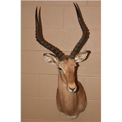 African Impala Ram Mount