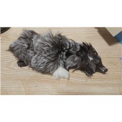 SILVER FOX FUR