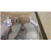 Image 4 : LOT OF FIVE BRAS, ASSORTED SIZES