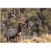 Image 2 : KAWEKA HUNTING NEW ZEALAND  FIVE-DAY 1 X 1 RED STAG HUNT