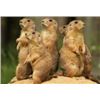 Image 1 : Central Montana Prairie Dog Hunt 2 to 4 Hunters – 3 Days in June / July 2020