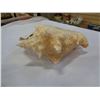 Image 2 : CONCH SHELL