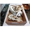 Image 1 : 12 GOAT SKULLS