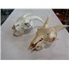 Image 2 : 12 GOAT SKULLS