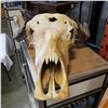 Image 2 : BUFFALO SKULL AND HORNS