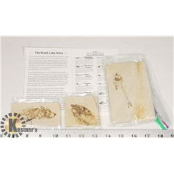 LOT OF GENUINE FOSSIL FISH SAMPLES IN MATRIX FROM SOUTHWEST WYOMING.