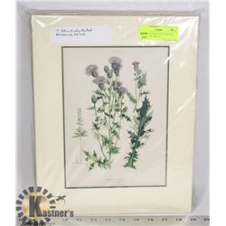 7 MATTED EARLY 20TH CENTURY BOTANICAL PRINTS, READY TO FIT INTO STANDARD SIZE FRAMES.