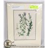 Image 1 : 7 MATTED EARLY 20TH CENTURY BOTANICAL PRINTS, READY TO FIT INTO STANDARD SIZE FRAMES.