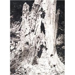 Ernest Lindner - DEADFALL #2