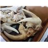 Image 2 : BOX OF GOAT SKULLS AND HORNS