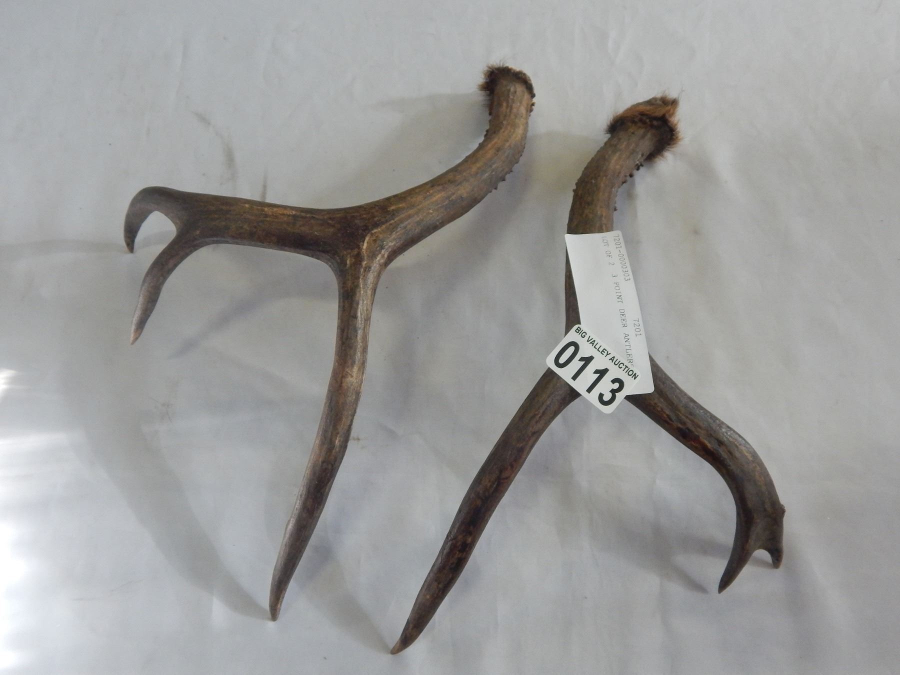 2 Point Deer Rack LOT OF 2 3 POINT DEER ANTLERS - Big Valley Auction