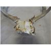 Image 2 : DEER ANTLERS