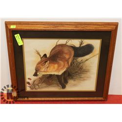 FRAMED PICTURE OF FOX. 23"X21.5"