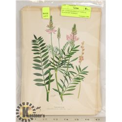 60+ LITHOGRAPHED BOTANICAL PLATES BY NORMAN