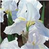 Image 2 : Brian Davis, "Enchanting Irises" Limited Edition Giclee on Canvas (18" x 36"), Numbered and Hand Sig