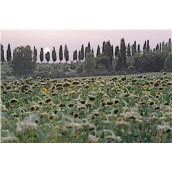 PHOTOGRAPHY: FRANCO FRANCESCHI SIGNED: CHIANTI ITALY FIELDS.