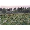 Image 1 : PHOTOGRAPHY: FRANCO FRANCESCHI SIGNED: CHIANTI ITALY FIELDS.