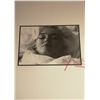 Image 1 : BERT STERN: MARILYN MONROE SLEEPING.