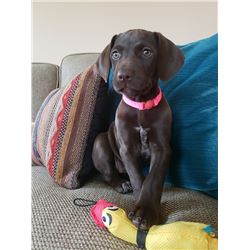German Short-haired Pointer puppy (female)