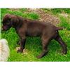 Image 2 : German Short-haired Pointer puppy (female)