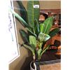 Image 1 : EVERGREEN PALM LEAF TREE APPROX. 7' TALL.