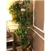 Image 1 : EVERGREEN FIG TREE, 6' TALL