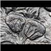 Image 9 : ***Auction Highlight*** 1886-o /o Morgan Dollar $1 Graded Select+ Unc By USCG (fc)