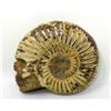 Image 2 : Hand Carved Skull on Ammonite Shell