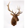 Image 2 : Rocky Mountain Elk Mount