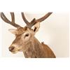 Image 2 : Spanish Red Deer Shoulder Mount