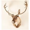 Image 2 : Quebec Caribou Shoulder Mount