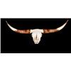 Image 1 : Longhorn Skull