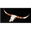 Image 2 : Longhorn Skull