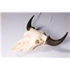 Image 2 : Bull Bison Skull