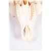 Image 8 : Bull Bison Skull