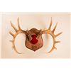 Image 1 : Ralph Trethewey, from wall, wide, woodcarving wall mount