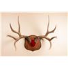 Image 1 : Ralph Trethewey, from the wall, wide woodcarving wall mount.